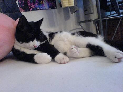 Huskat Elvis. død d. 2. aug - 08 billede 1