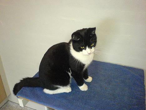 Huskat Elvis. død d. 2. aug - 08 billede 2