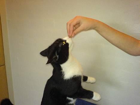 Huskat Elvis. død d. 2. aug - 08 billede 3