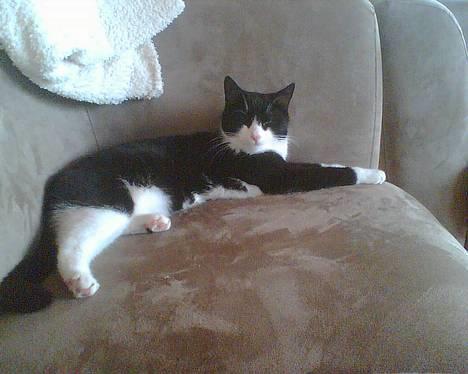 Huskat Elvis. død d. 2. aug - 08 billede 5