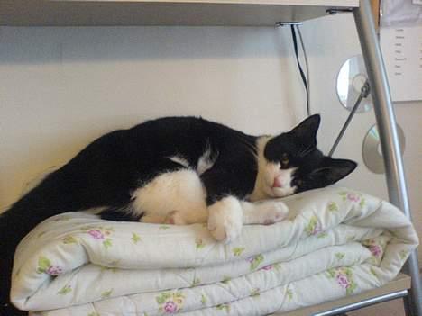 Huskat Elvis. død d. 2. aug - 08 billede 6