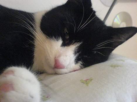 Huskat Elvis. død d. 2. aug - 08 billede 7