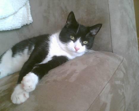 Huskat Elvis. død d. 2. aug - 08 billede 8