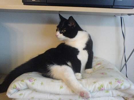 Huskat Elvis. død d. 2. aug - 08 billede 9