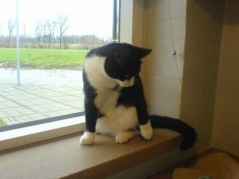 Huskat Elvis. død d. 2. aug - 08 billede 10