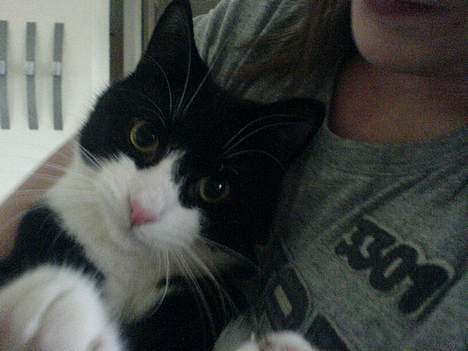 Huskat Elvis. død d. 2. aug - 08 billede 11