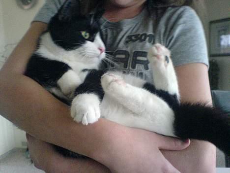 Huskat Elvis. død d. 2. aug - 08 billede 13