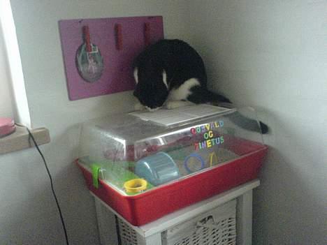 Huskat Elvis. død d. 2. aug - 08 billede 14