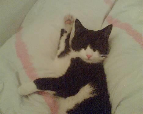 Huskat Elvis. død d. 2. aug - 08 billede 15