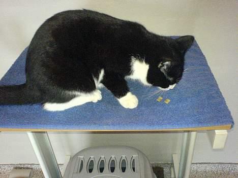 Huskat Elvis. død d. 2. aug - 08 billede 16