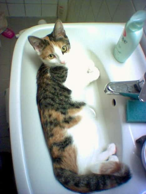 Huskat Kiki - Kiki´s yndlingsplads; håndvasken billede 1