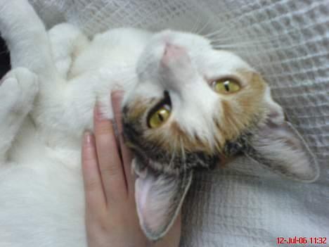 Huskat Kiki billede 2