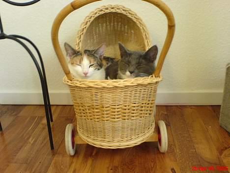 Huskat Kiki billede 3