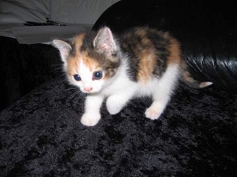 Huskat Kiki - Kiki som helt lille billede 4