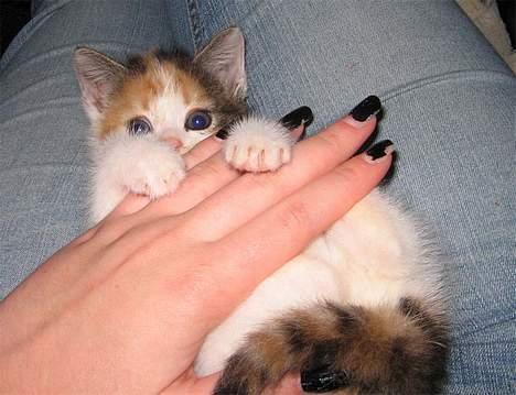 Huskat Kiki billede 5