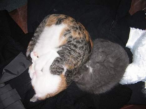 Huskat Kiki billede 6