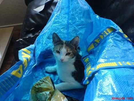 Huskat Kiki billede 7