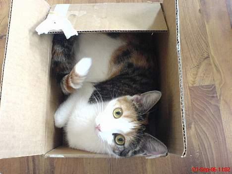 Huskat Kiki billede 8