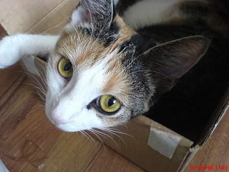 Huskat Kiki billede 9