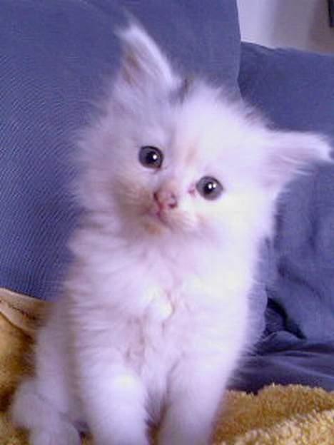 Blanding af racer Figaro - Figaro som lille ny baby i huset.... - sød det er hun jo.. Lille fotomodel billede 1