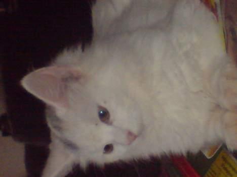 Blanding af racer Figaro billede 4