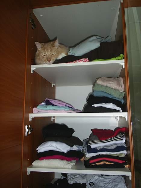 Blanding af racer Balou - Såå dejligt hvis der er nogen der glemmer at lukke skabet.. billede 15