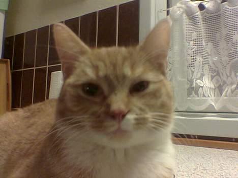 Blanding af racer Sara billede 13