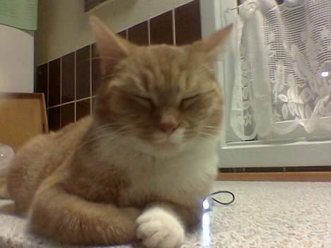 Blanding af racer Sara billede 14