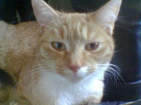 Blanding af racer Sara billede 15