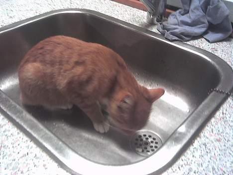 Blanding af racer Sara billede 16