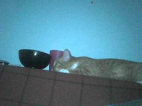 Blanding af racer Sara billede 17