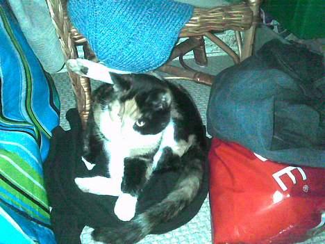 Blanding af racer Pjok billede 12