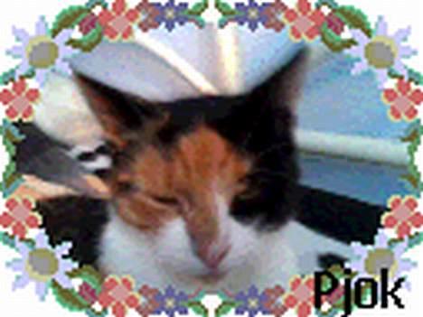 Blanding af racer Pjok billede 14