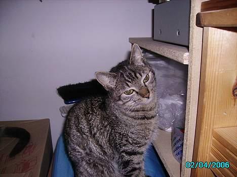 Huskat Laban billede 1