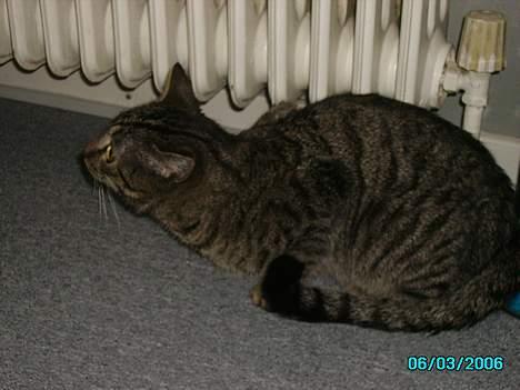 Huskat Laban billede 2