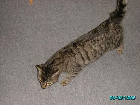 Huskat Laban billede 3