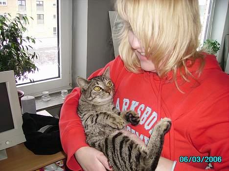 Huskat Laban billede 5