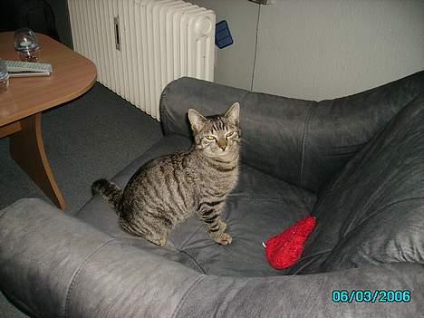 Huskat Laban billede 6