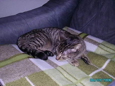 Huskat Laban billede 7