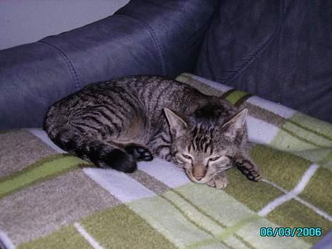 Huskat Laban billede 8