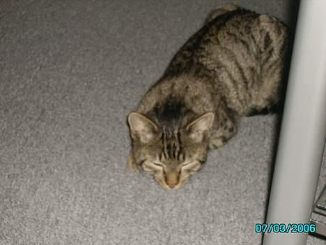 Huskat Laban billede 9