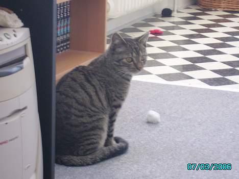 Huskat Laban billede 10