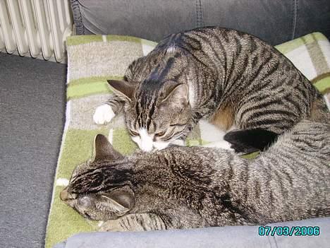 Huskat Laban billede 11