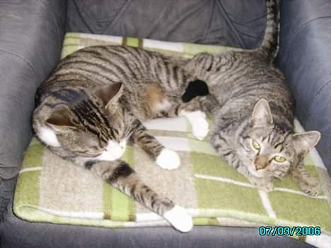 Huskat Laban billede 12