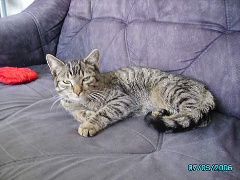 Huskat Laban billede 13