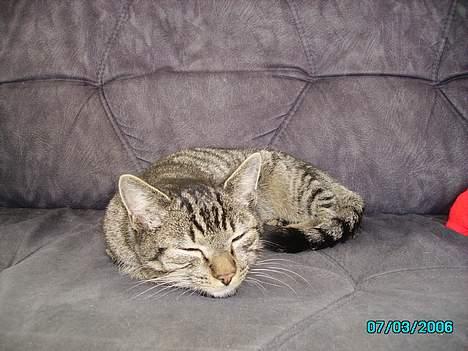 Huskat Laban billede 14