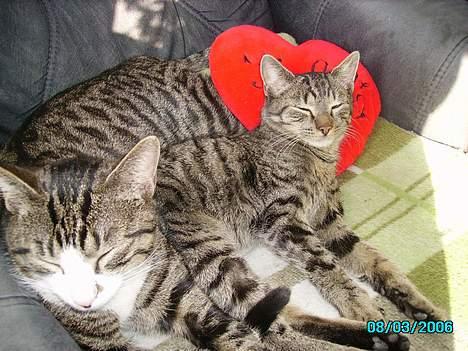 Huskat Laban billede 15