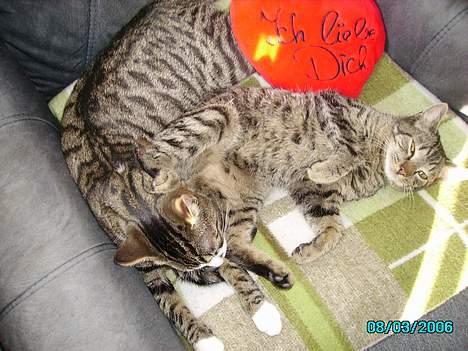 Huskat Laban billede 16