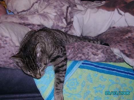 Huskat Laban billede 17