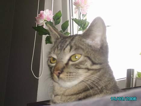 Huskat Laban billede 18